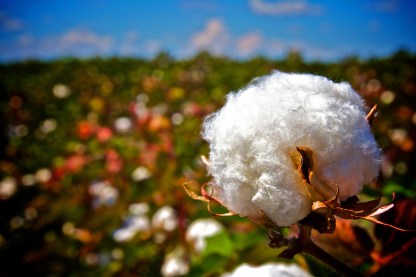 OUTBACK cotton (1)